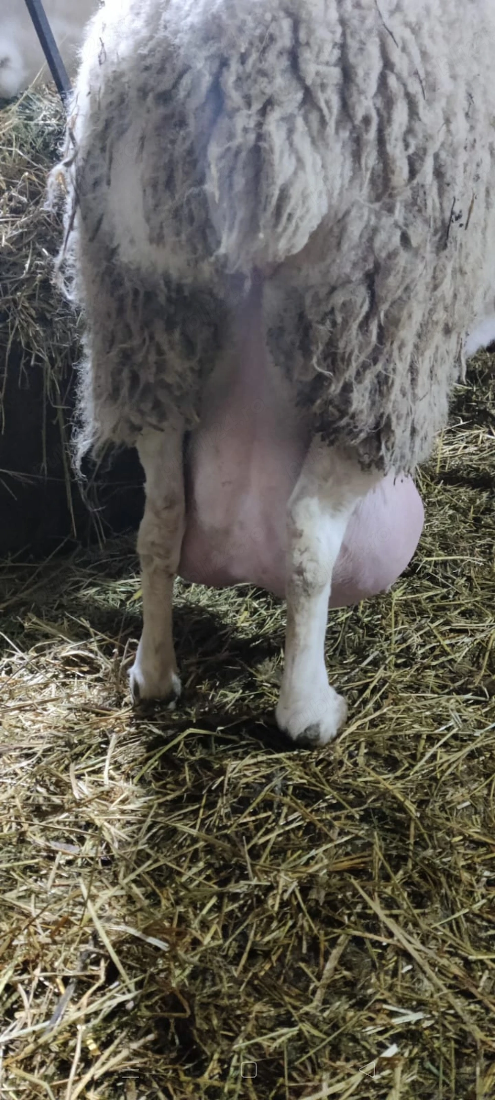 Vând berbecuții de rasă assaf originali 