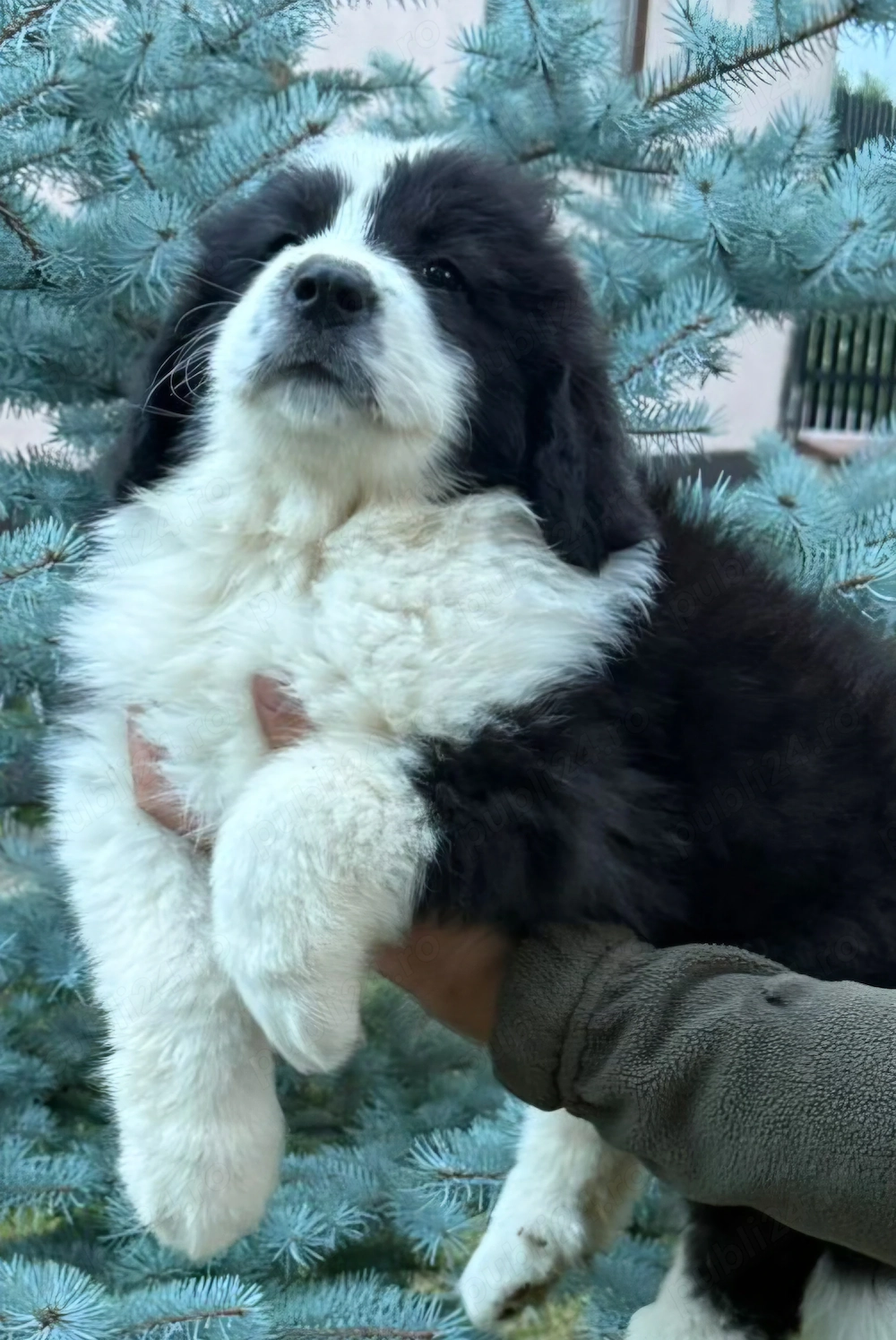 Ciobanesc de bucovina 