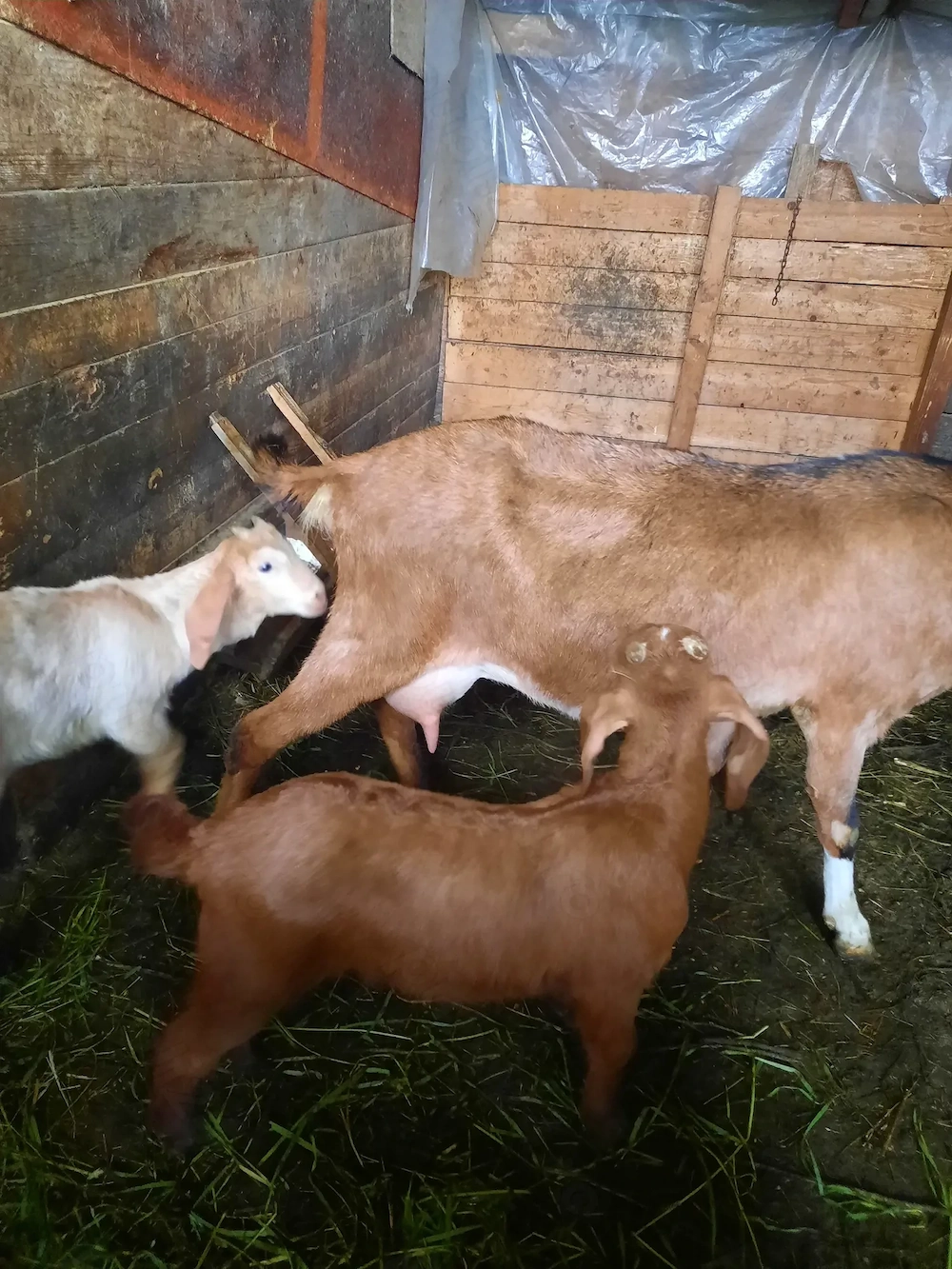  Ofertă Capre Anglonubiene 