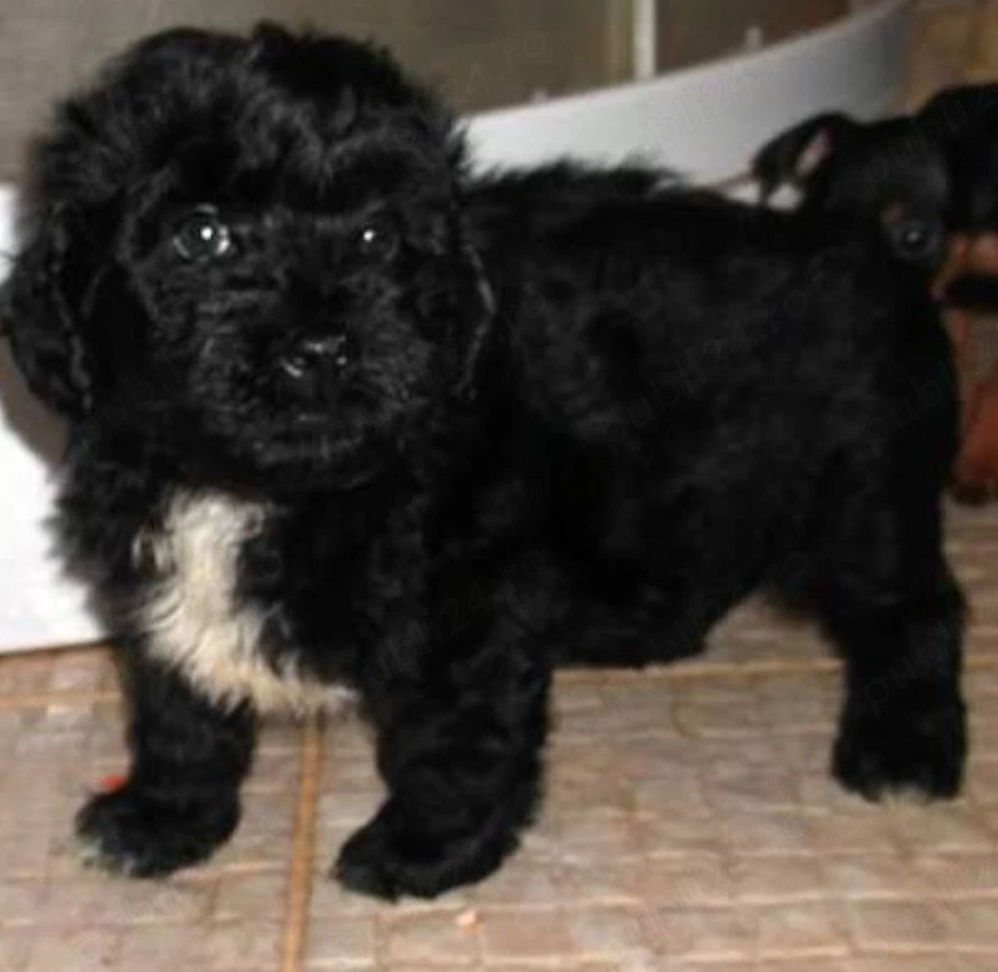 Bichon Havanez cu pedigree 