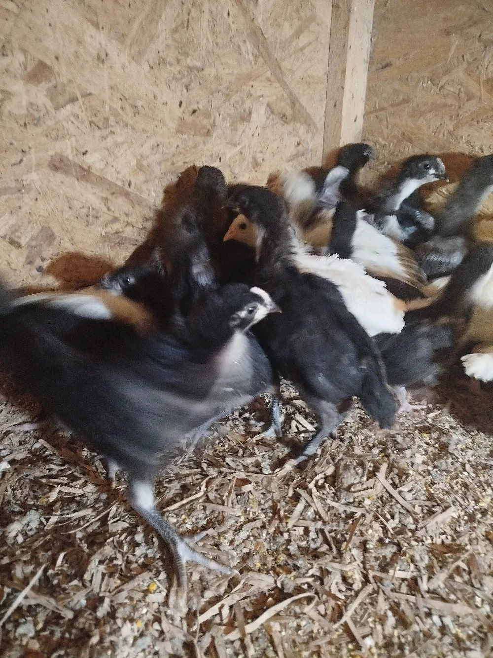 Pui australorp și sussex 