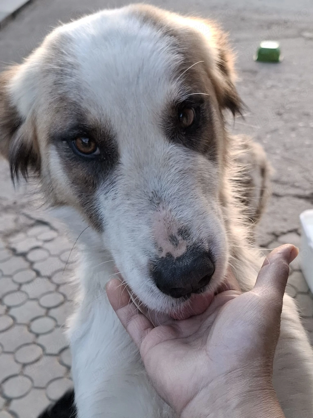 Donez catelusa talie medie, sterilizata