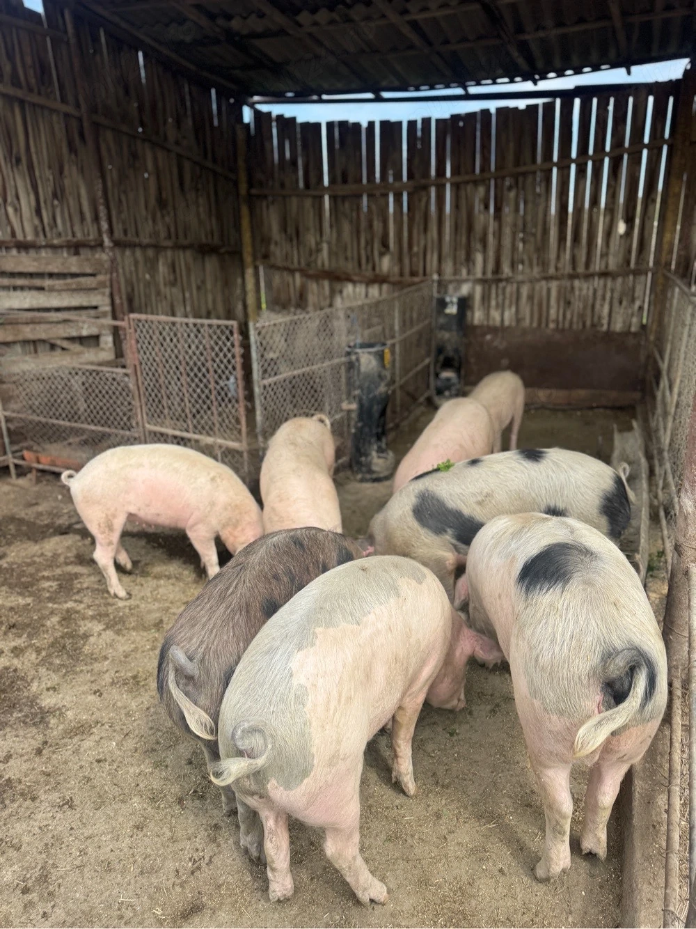 Vând carcasă de porc