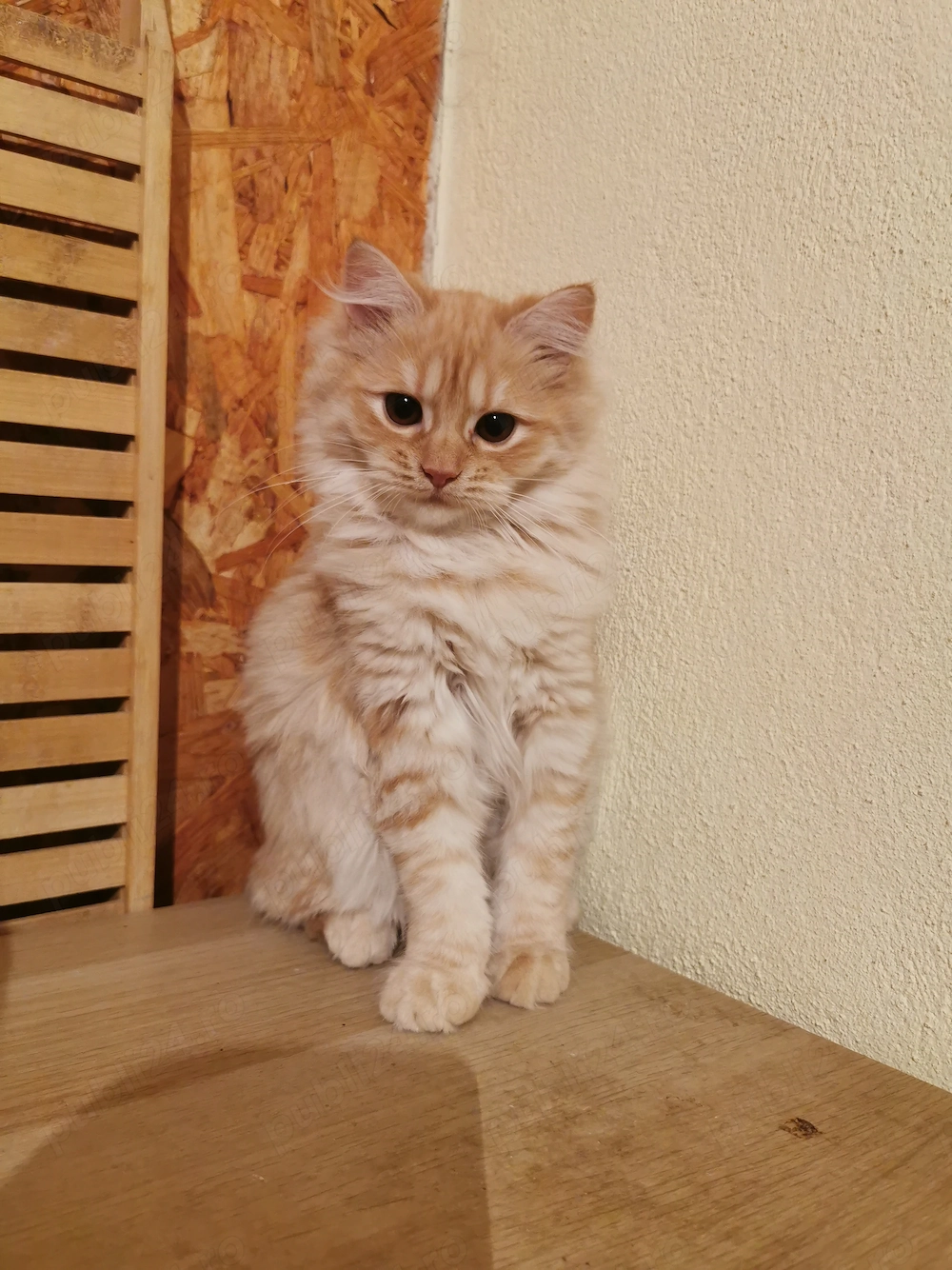 Vand pisicute portocalii persane