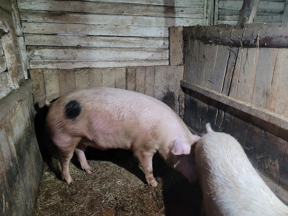 Porci mari de vânzare 