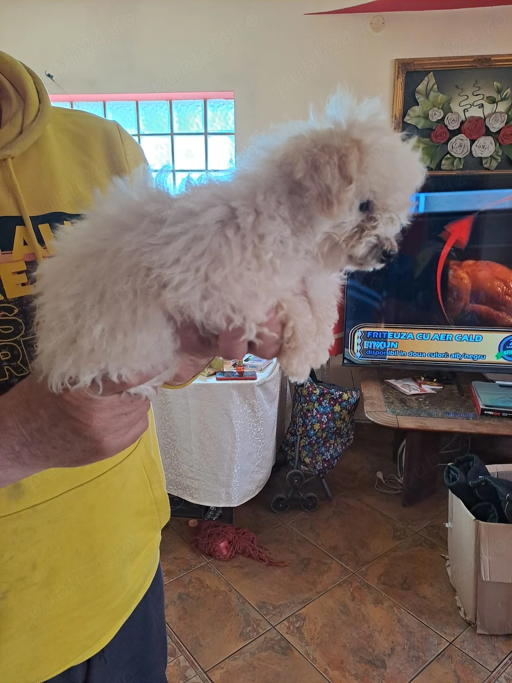 Puiuț de maltiploo pudel cu bichion