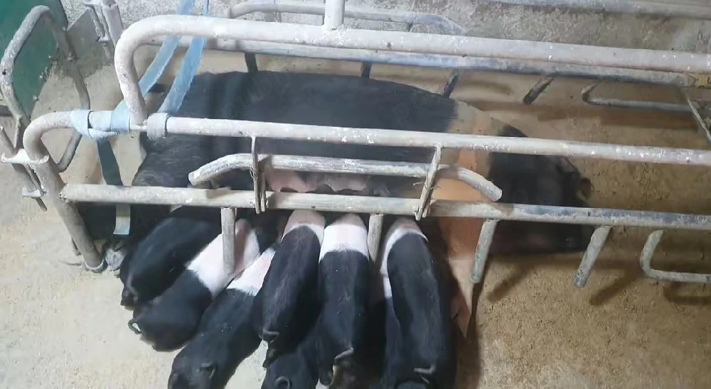 Vând purcei Bazna cu sau fără acte de origine