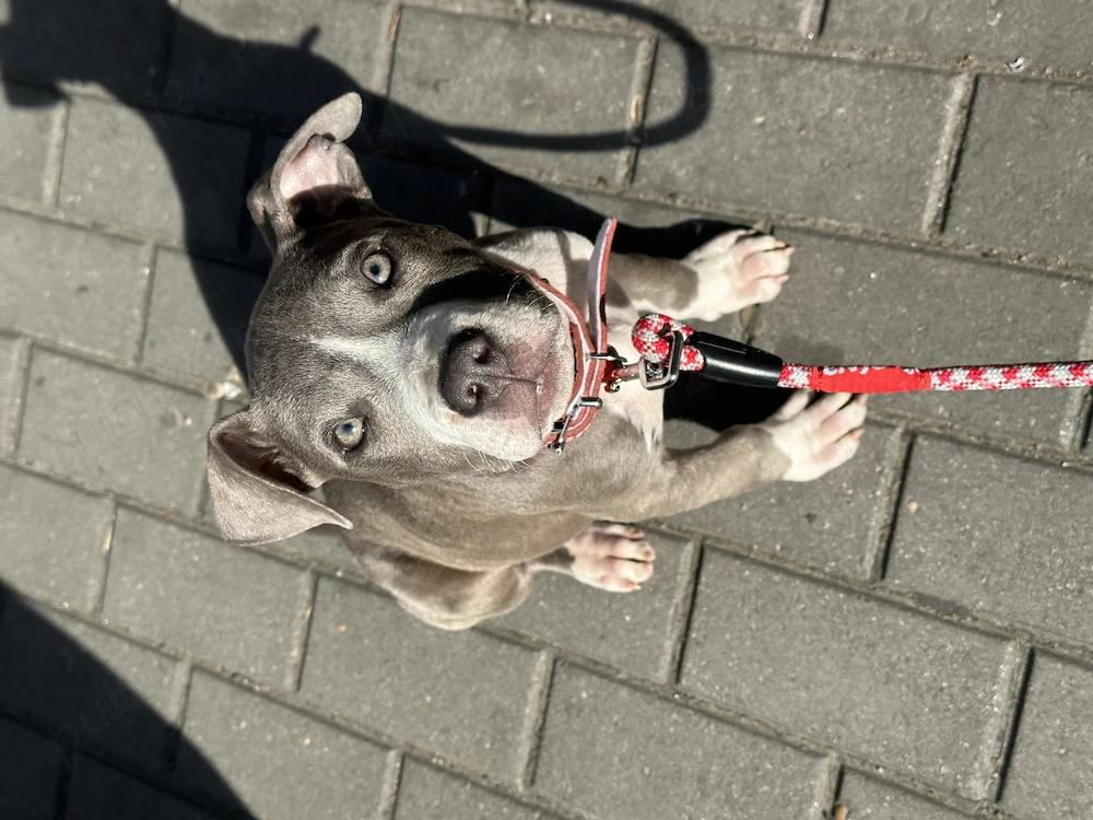 Femela Amstaff de vanzare