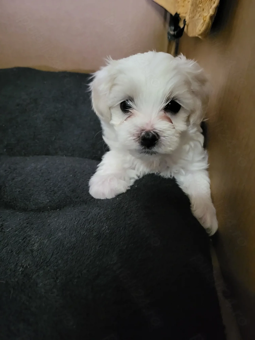 bichon maltese toy