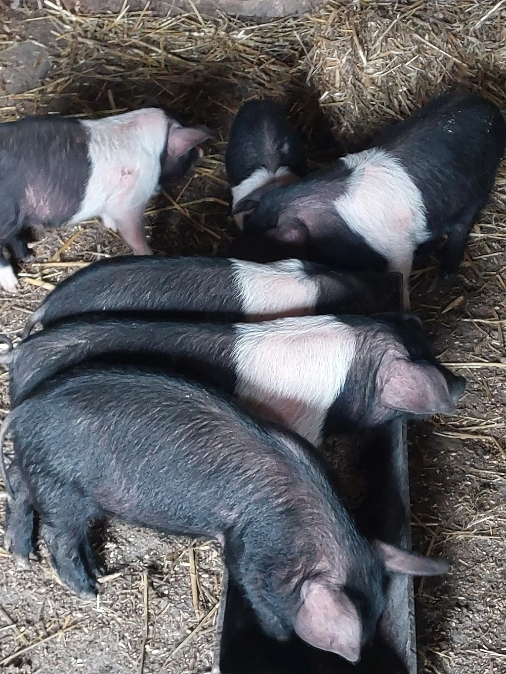 Vând 6 purcei bazna.