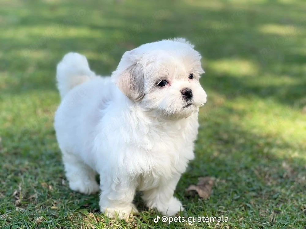 bichon maltez mini toy 