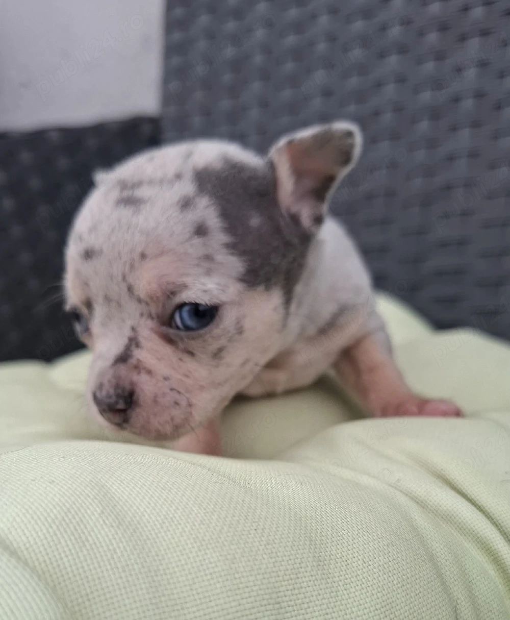 chihuahua cu ochi albastri ,  merle.  raritate