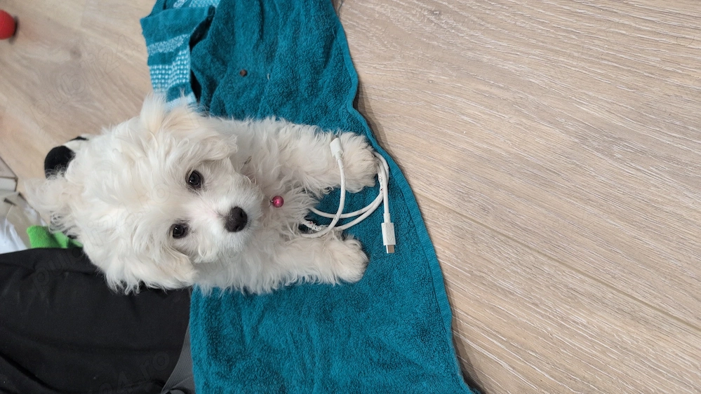 Bichon Maltez fetita