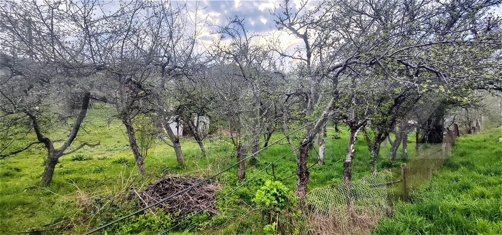  Teren Construibil 2900 mp cu 2 deschideri la asfalt – livadă matură, DN 72A