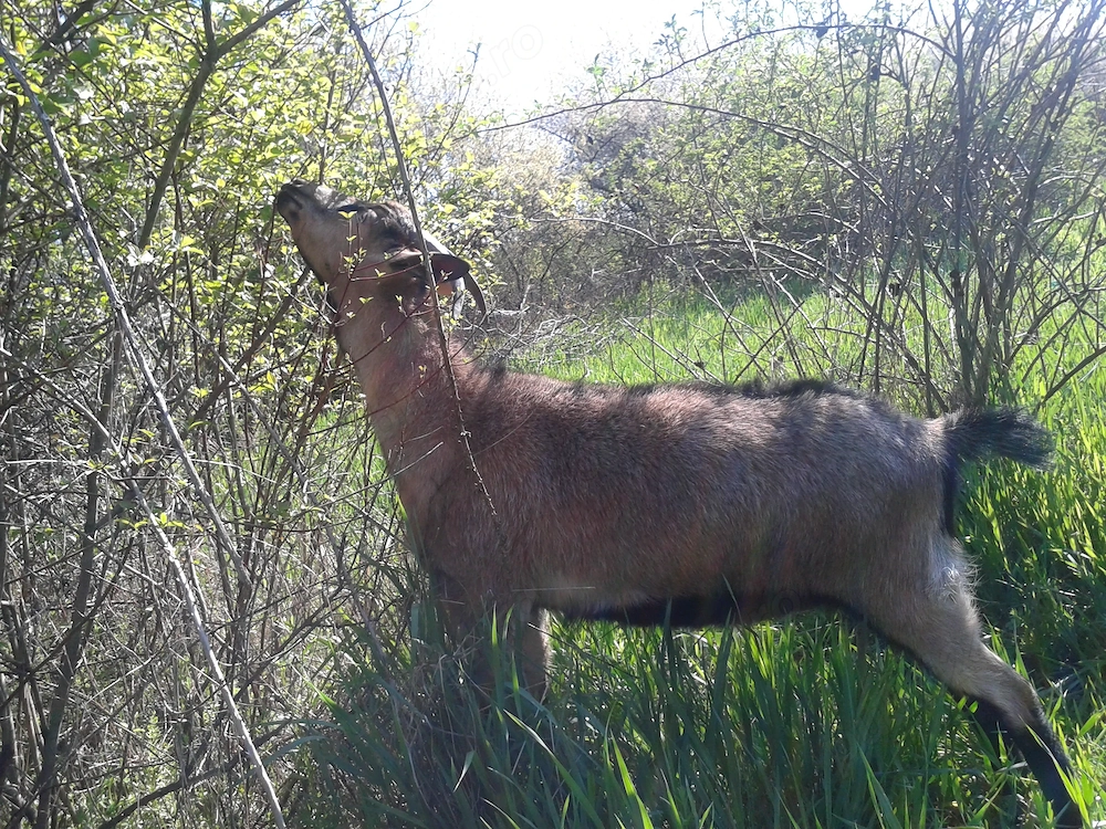 Iedute-Alpine-Din-Mai-2025