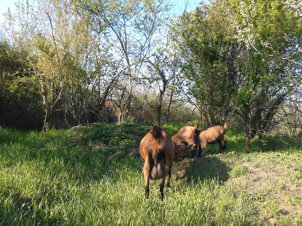 Iedute-Alpine-Franceze-2026