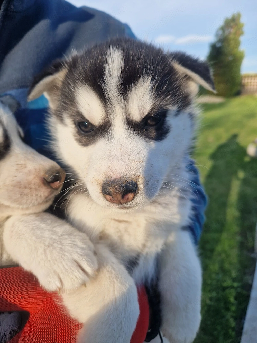 Catel Husky am rămas singur!!!