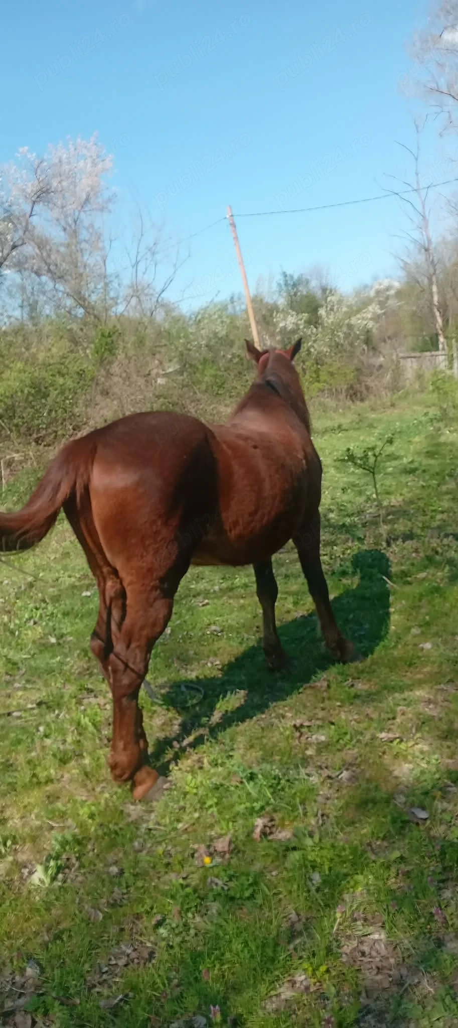 vand cal bun de tras .......accept orice proba  