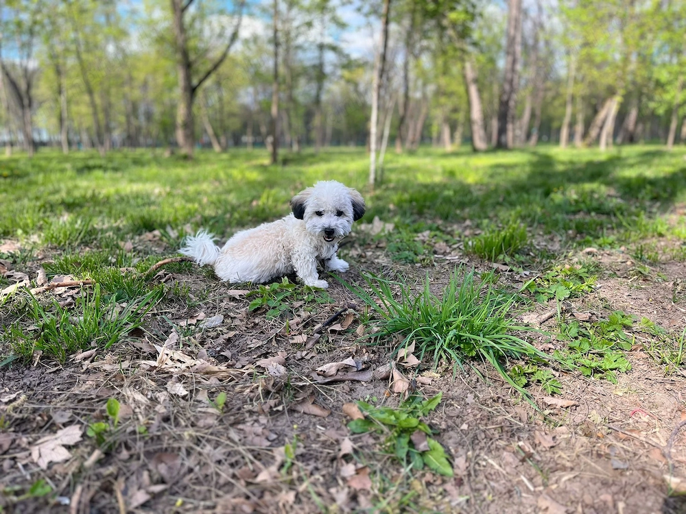 Bichon Frisé si Shi tzu mix 