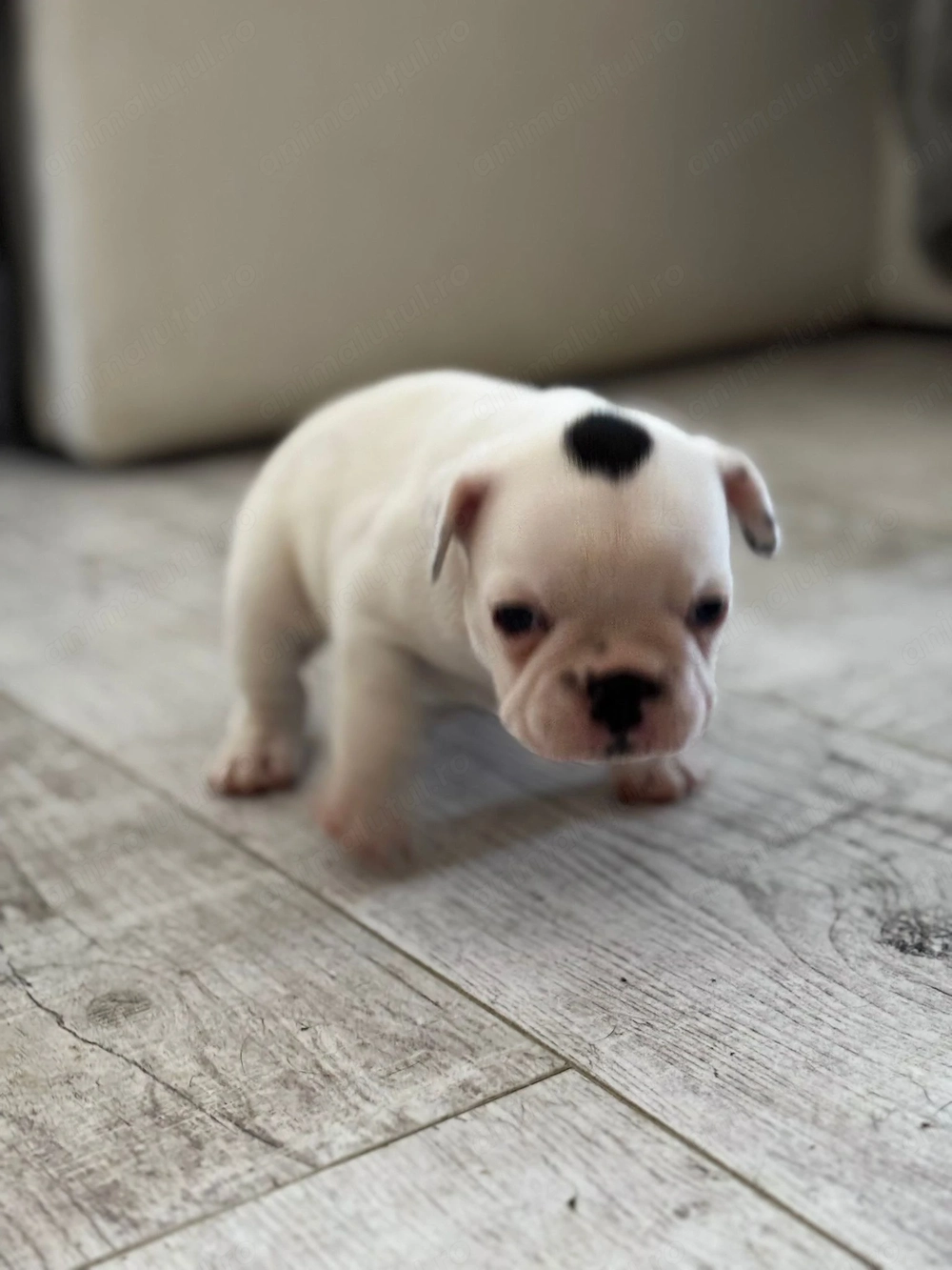 Vand pui Bulldog Francez