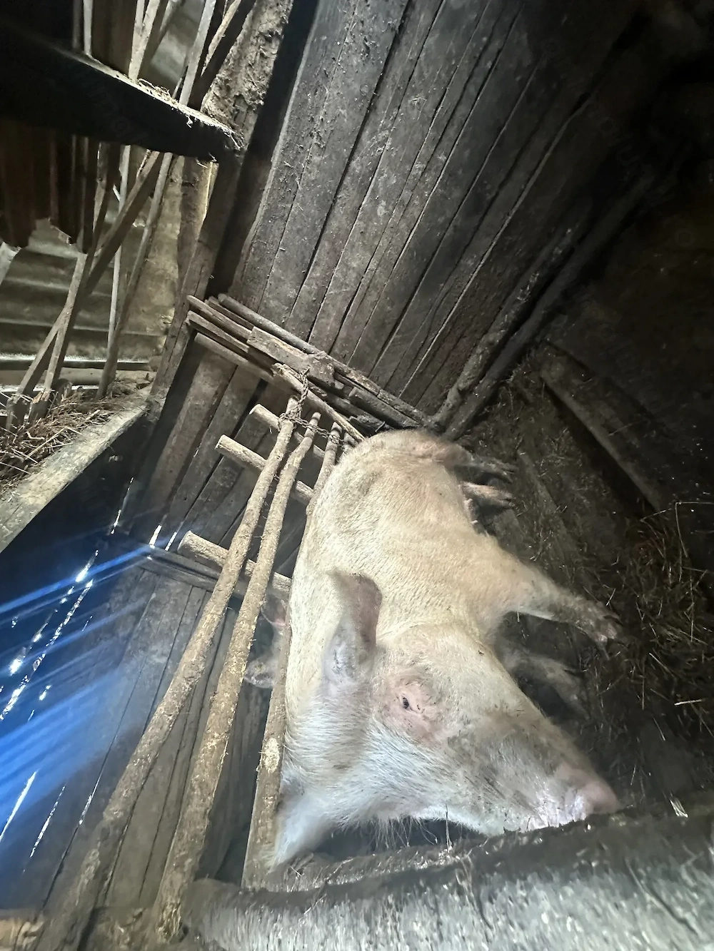 Porc de vânzare pentru doar 15 lei per kg poate sta in grataru tau!