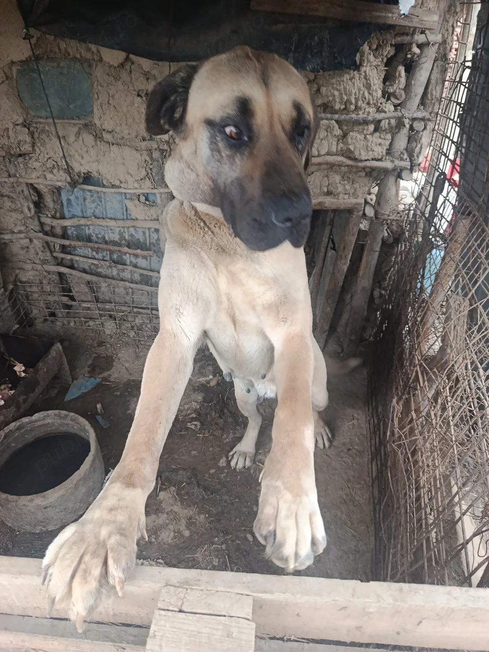 Caine de vanzare 3000  Negociabil 