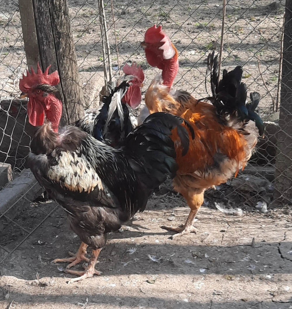 Vând cocoși rasa mixta 1an