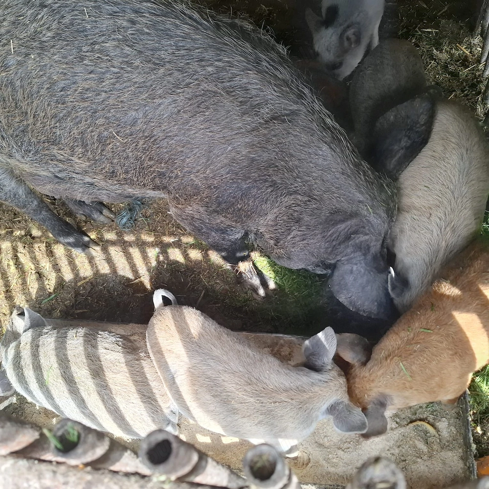 Vand purcei metis duroc cu mangalita