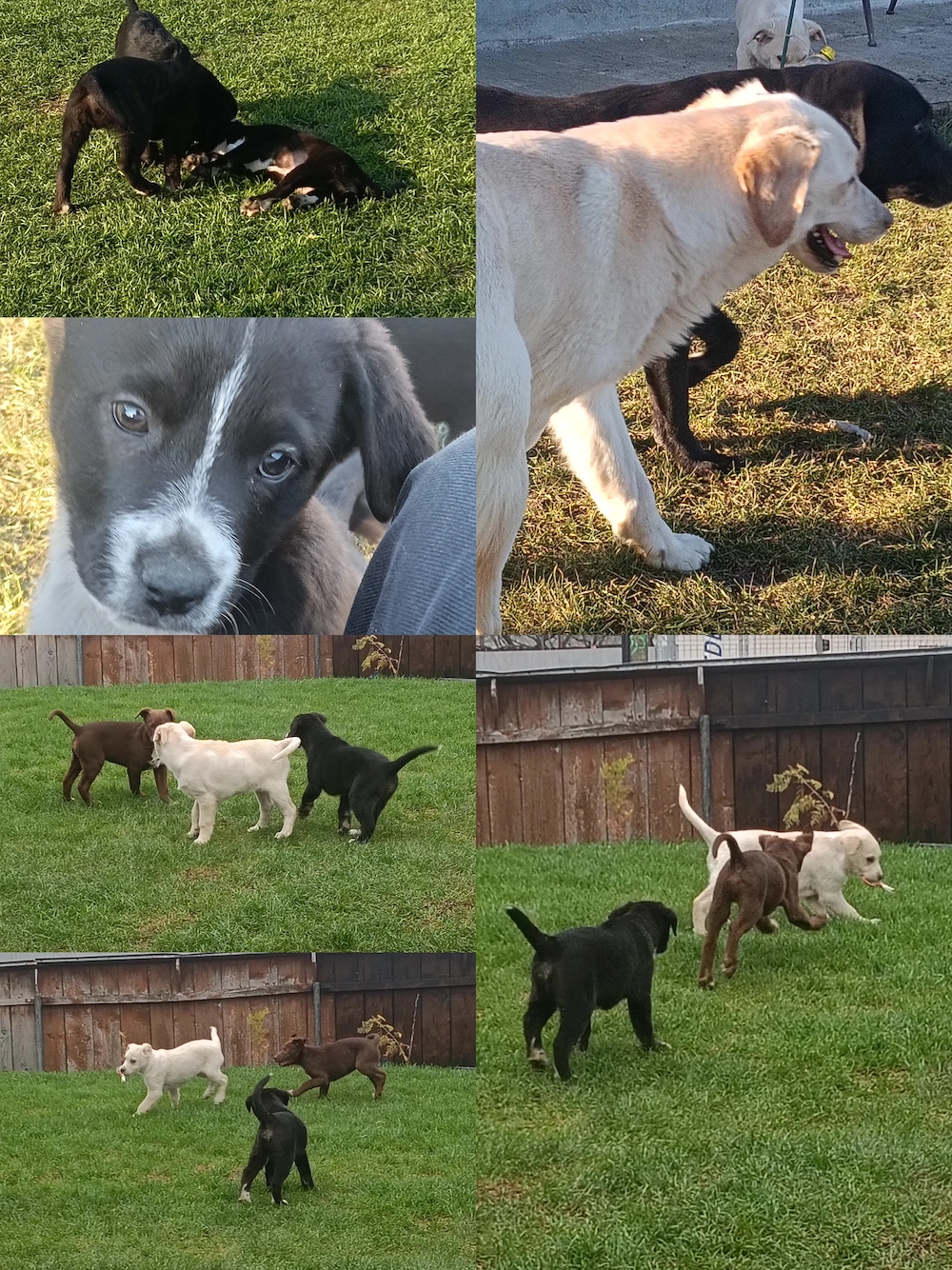 Laborator retriever Metis 