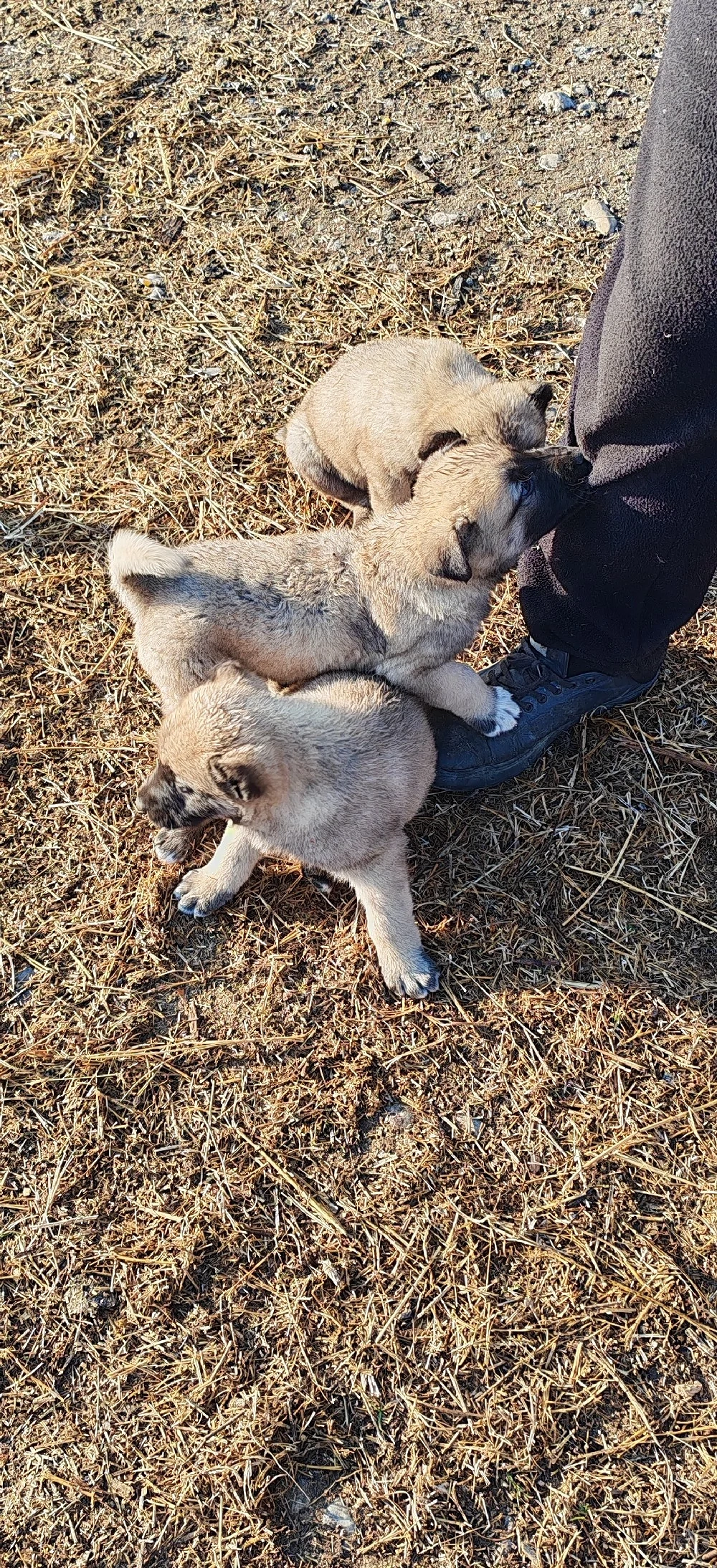 Vând căței kangal 
