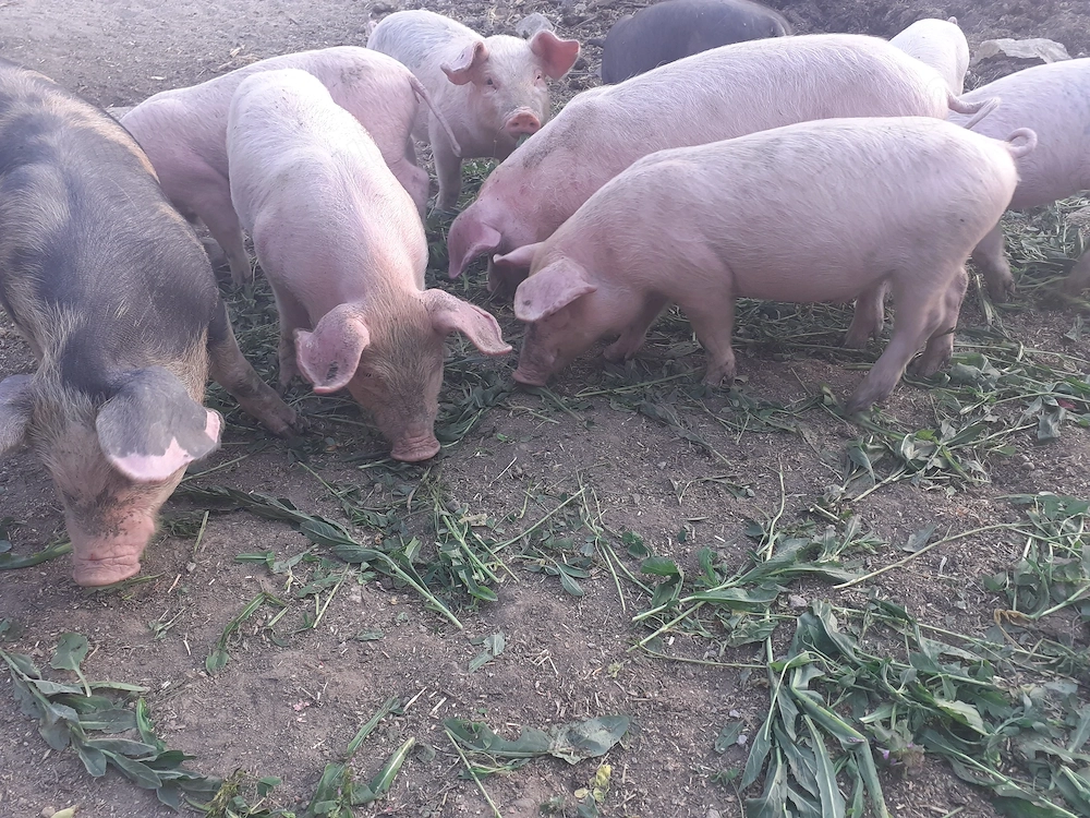 Purcei de 8 săptămâni pret 350 RON Nadab 