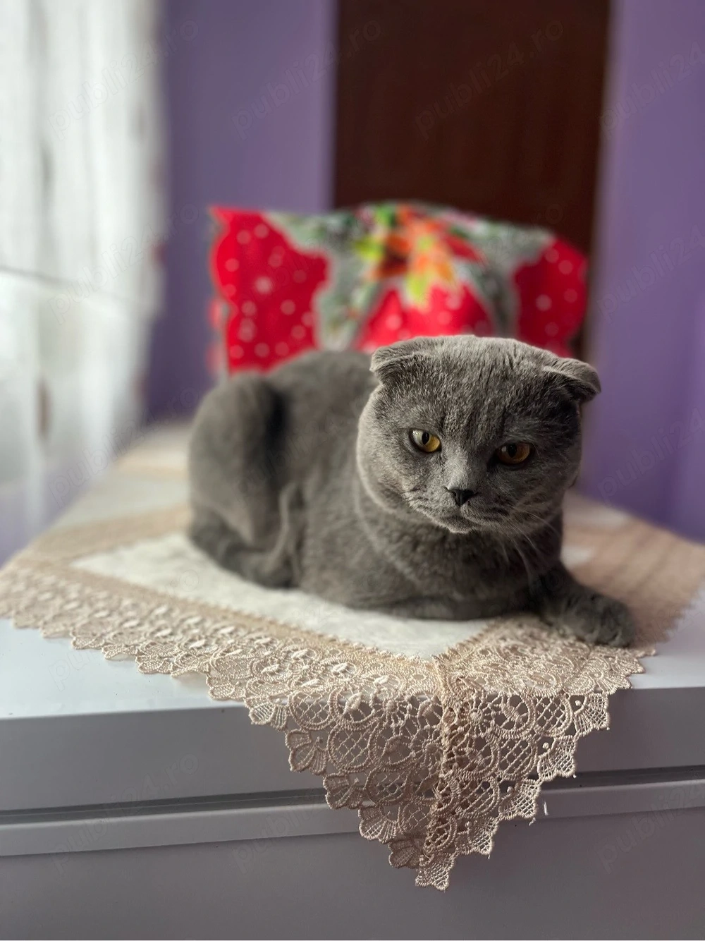 disponibil motan british scottish fold 