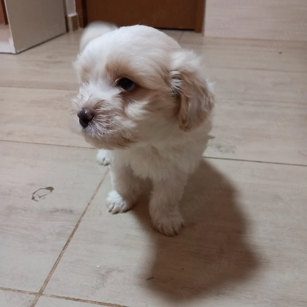 Bishoni frise toy