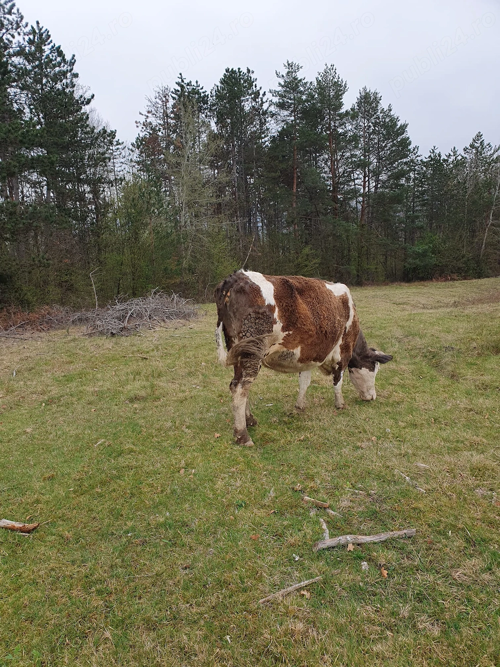 Vand vaca gestanta 8 luni