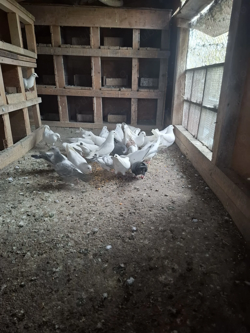 Vand porumbei voiajori albi 