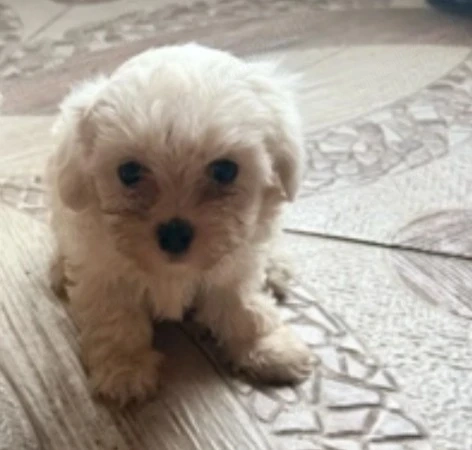 Vând cățelușa bichon 