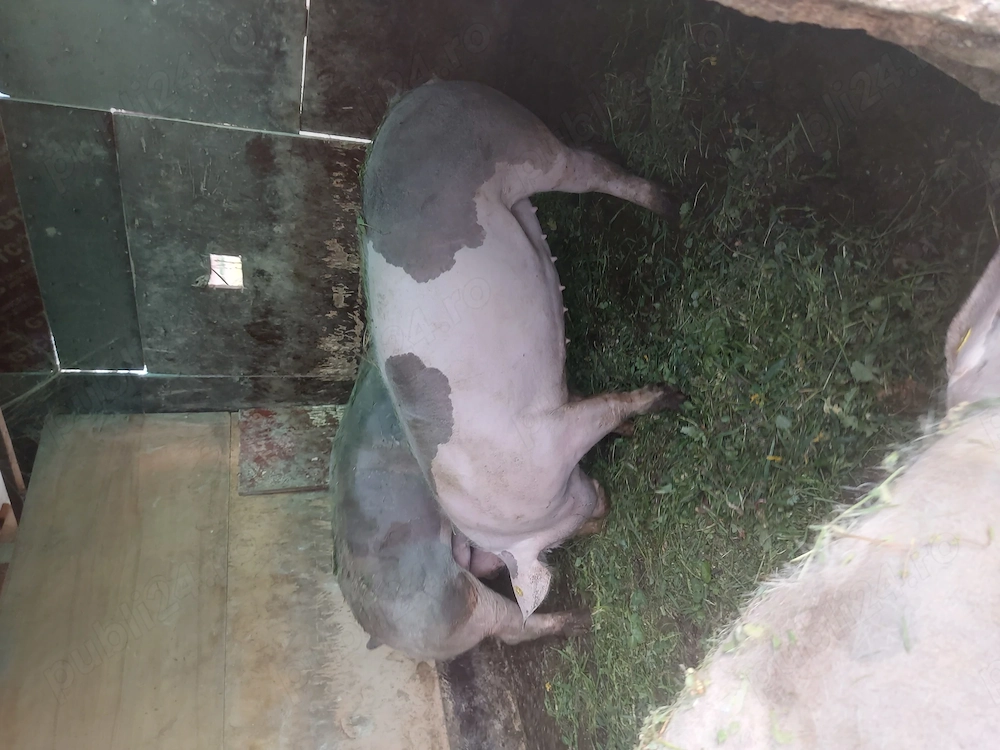 Vând porci 90 120kg