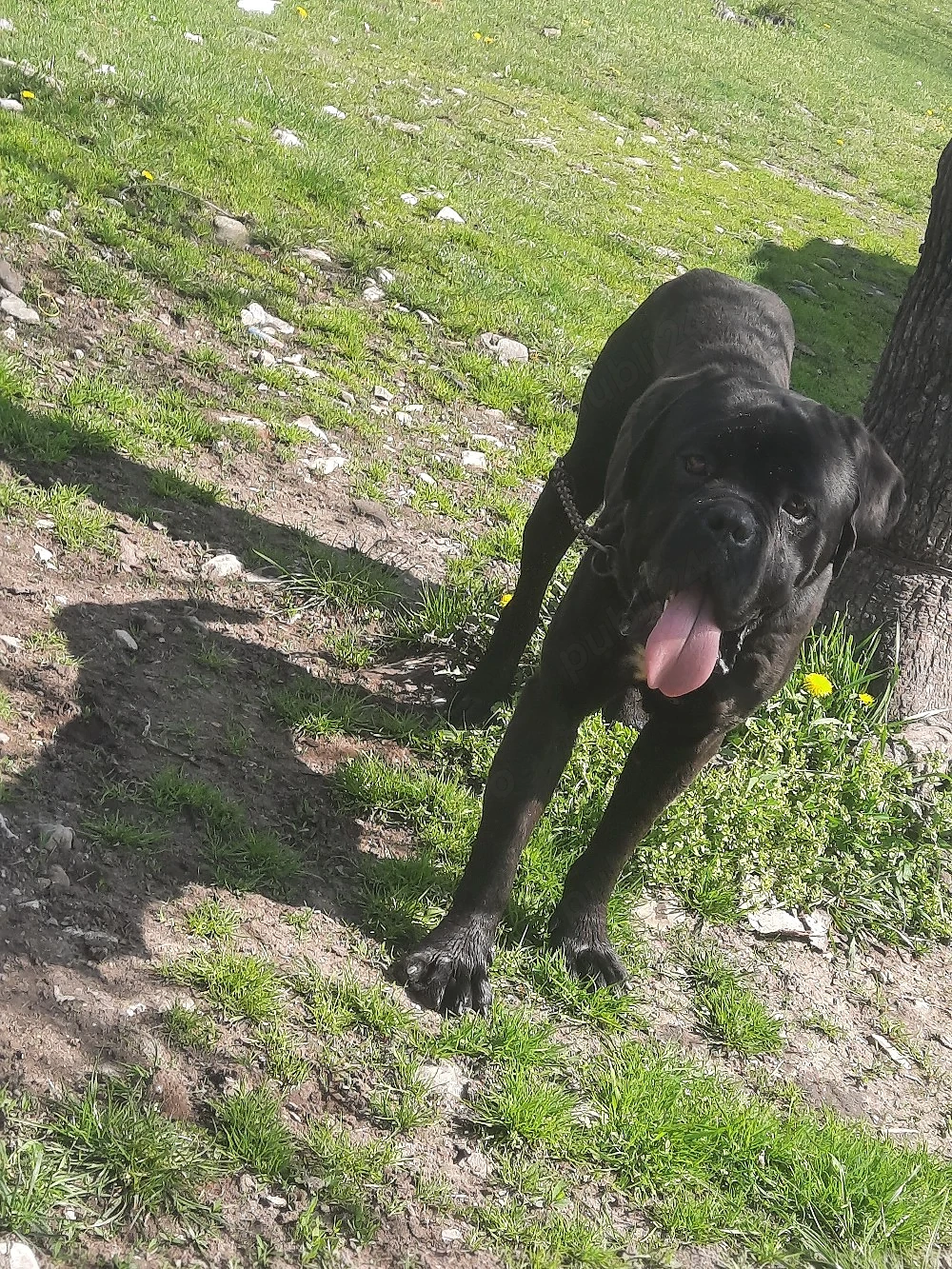 mascul.cane corso de vnzare 
