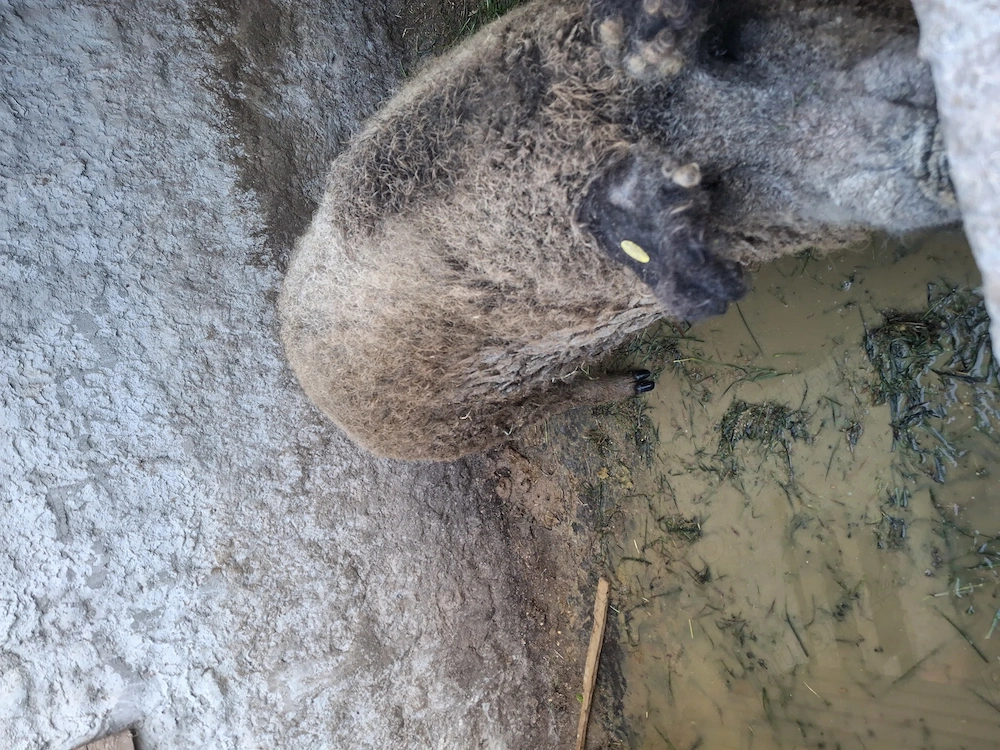 Vând porc  mangalita 