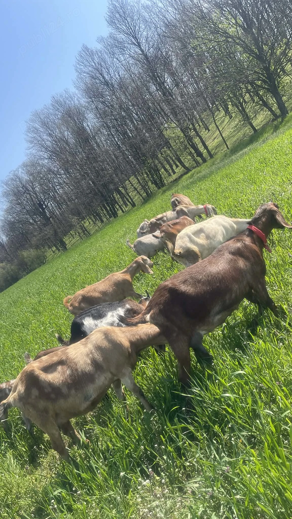 Vand capre anglo - nubiene