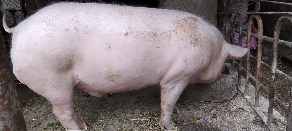 Porc 120 Kg de țară 
