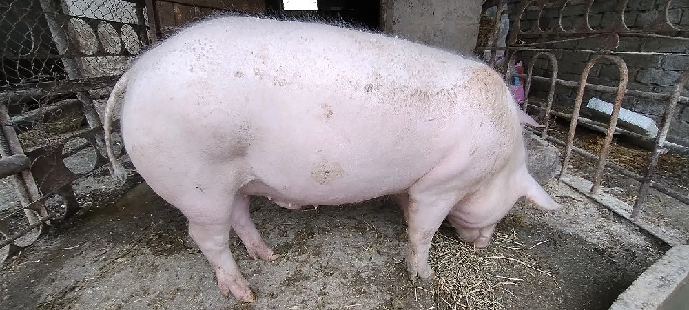 Porc 120 kg crescut de tara 