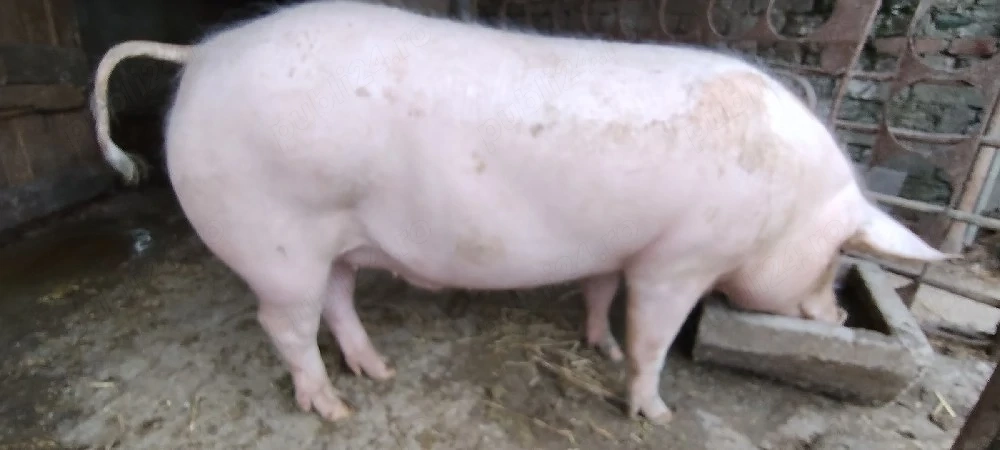 Porc 120 kg crescut de tara