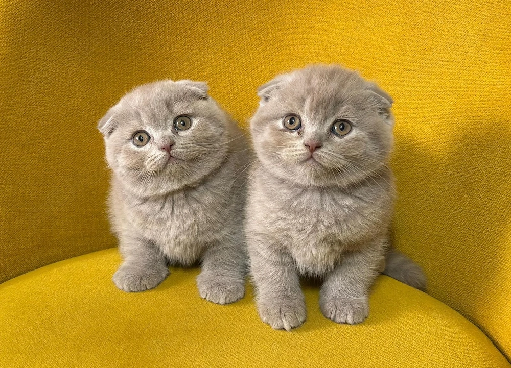 Pui British Shorthair Lilac (fetiță).