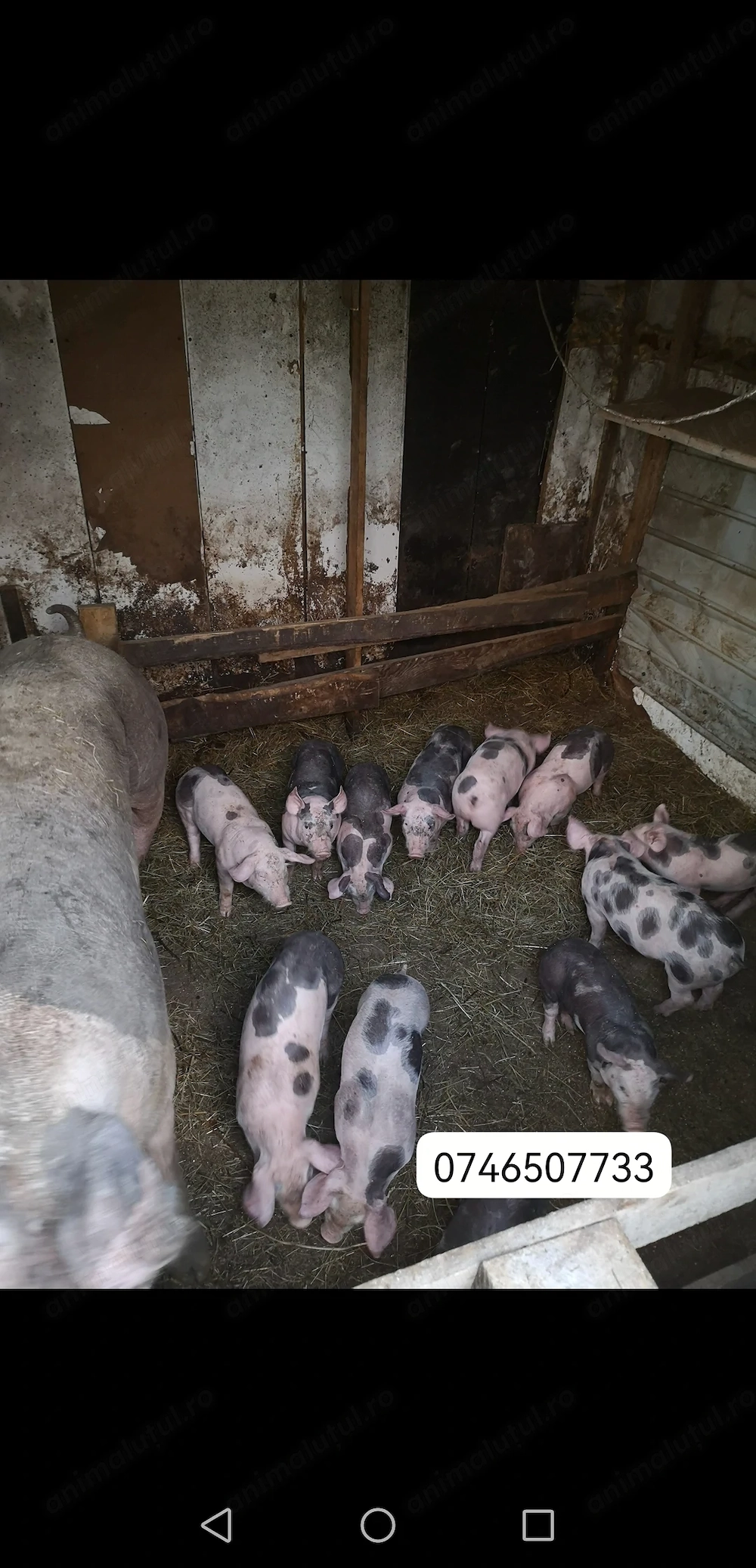 Vand purcei Pietrain pur 