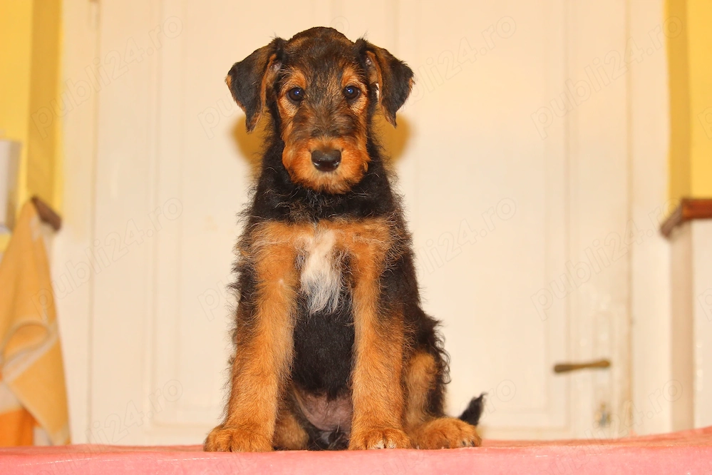 catei airedale terrier din parinti campioni