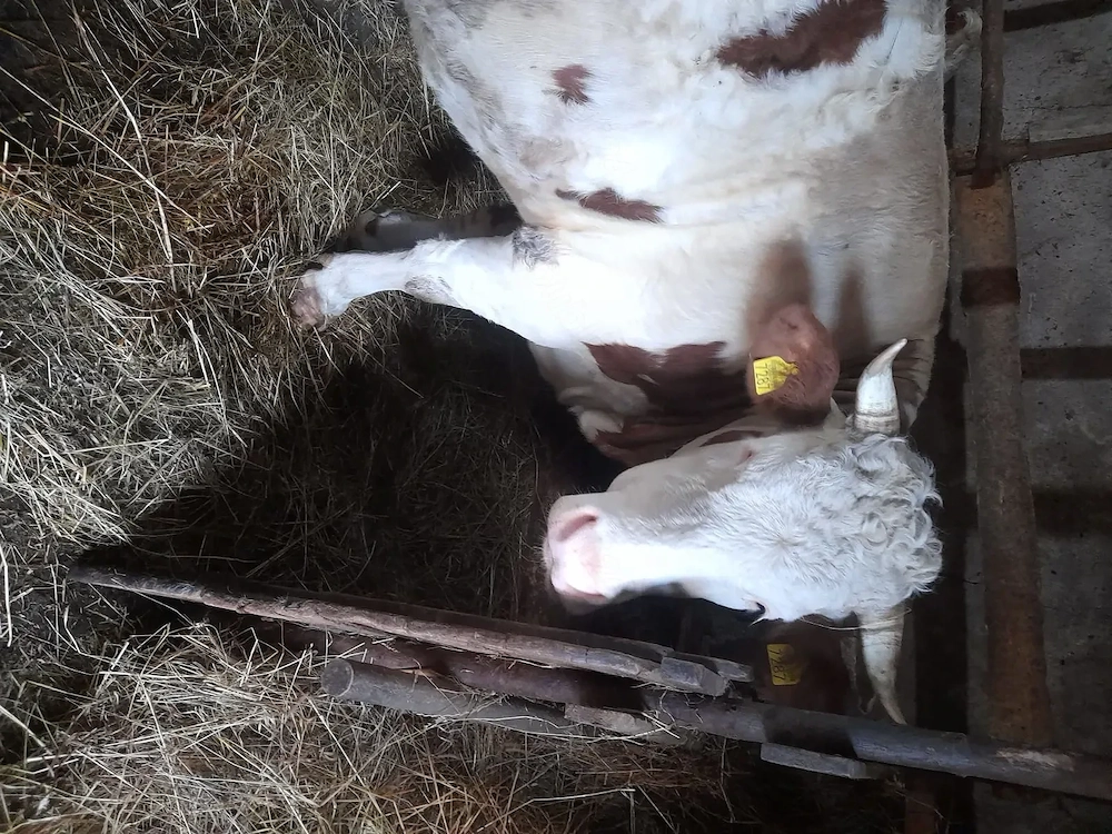 Vând vaca Baltata Romaneasca