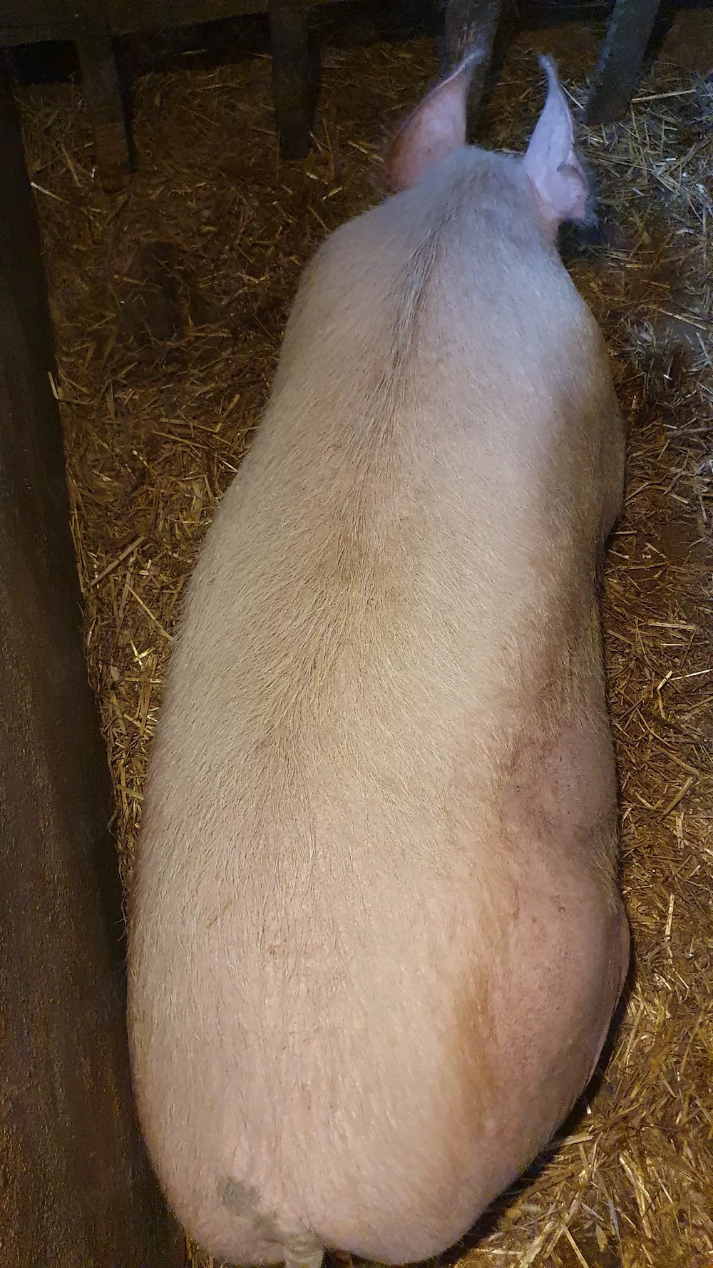 Vand scroafa de sacrificat