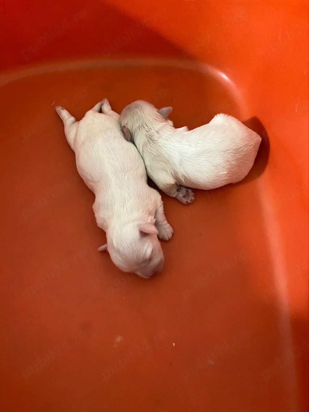 2 fetite de bichon mini toy 