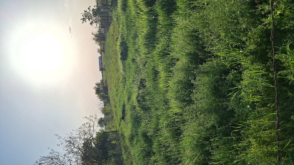 Teren intravilan 955mp Sânmihaiu German 